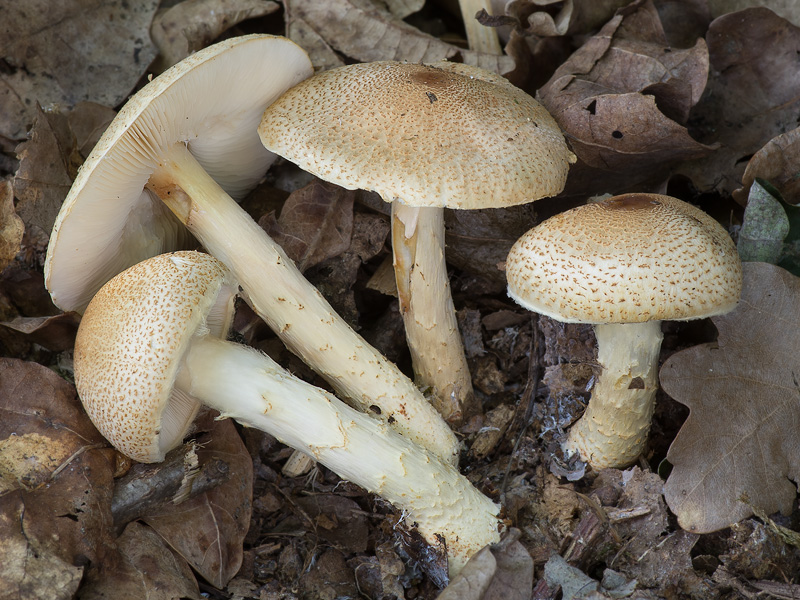 Lepiota ochraceofulva